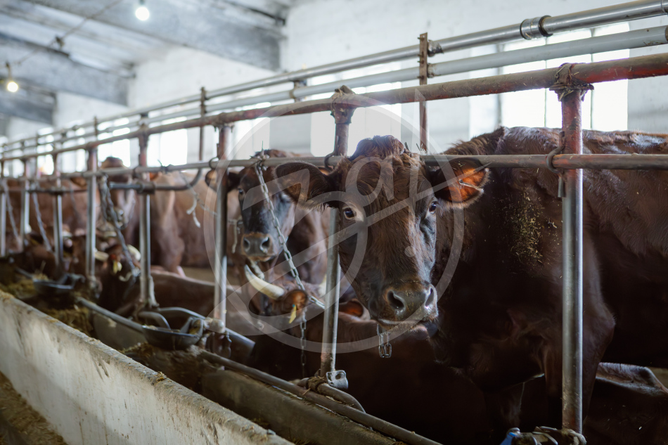 Агропредприятие ООО
«Приморский»