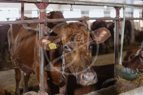 Агропредприятие ООО
«Приморский»