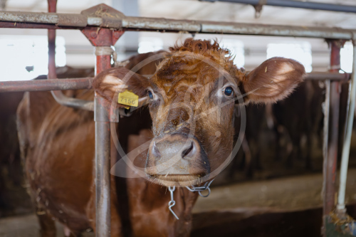 Агропредприятие ООО
«Приморский»