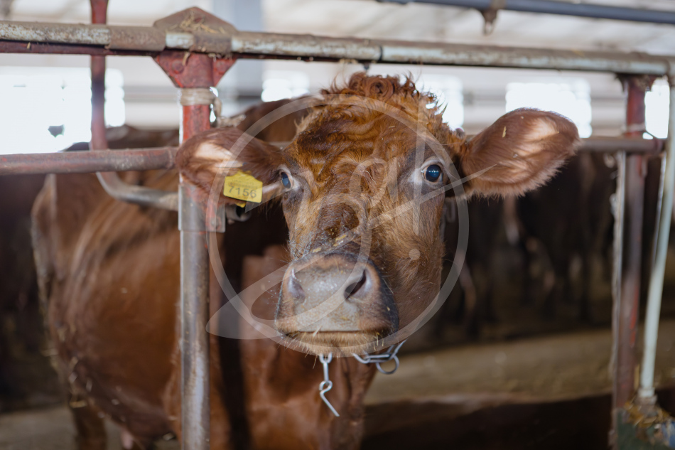 Агропредприятие ООО
«Приморский»