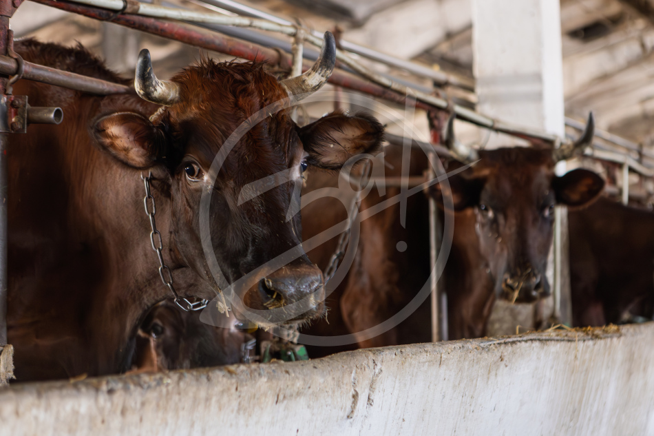 Агропредприятие ООО
«Приморский»