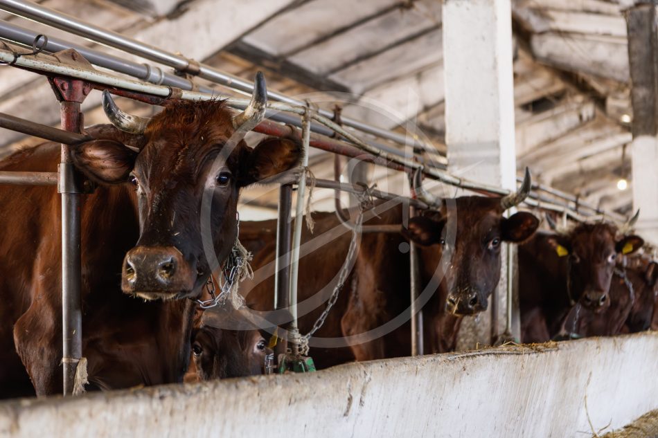 Агропредприятие ООО
«Приморский»