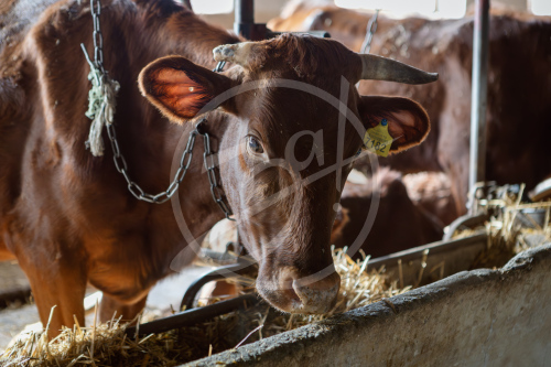 Агропредприятие ООО
«Приморский»