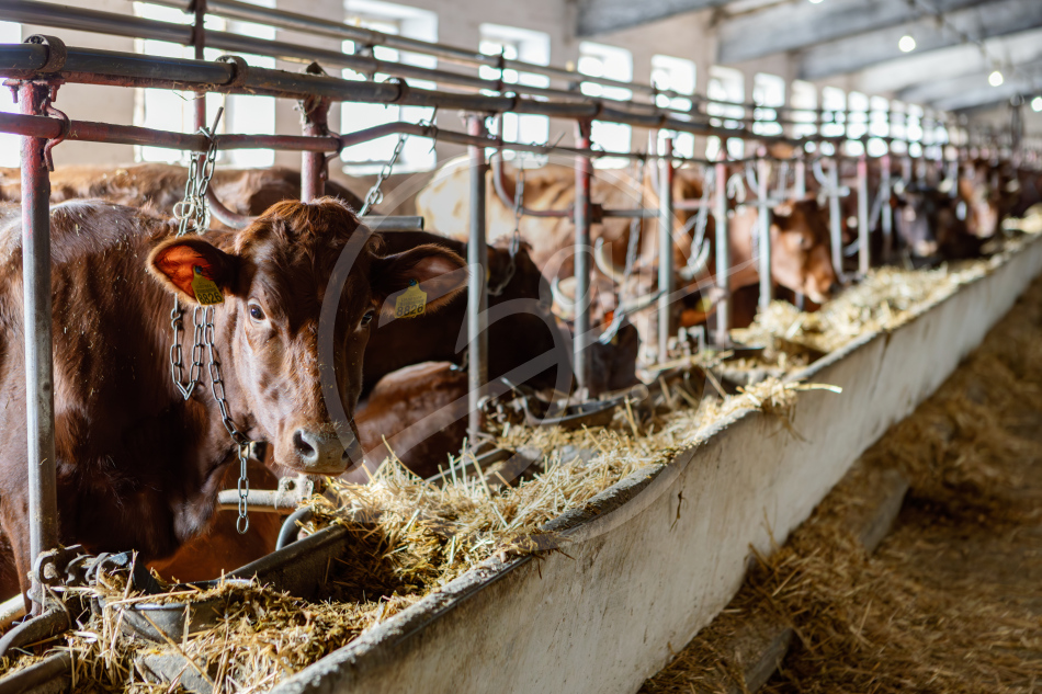 Агропредприятие ООО
«Приморский»
