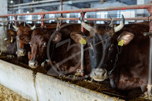 Агропредприятие ООО
«Приморский»