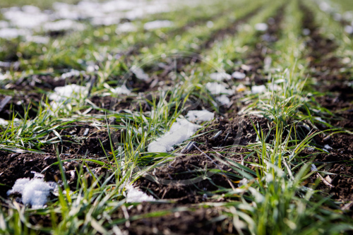 Агропредприятие ООО
«Приморский»