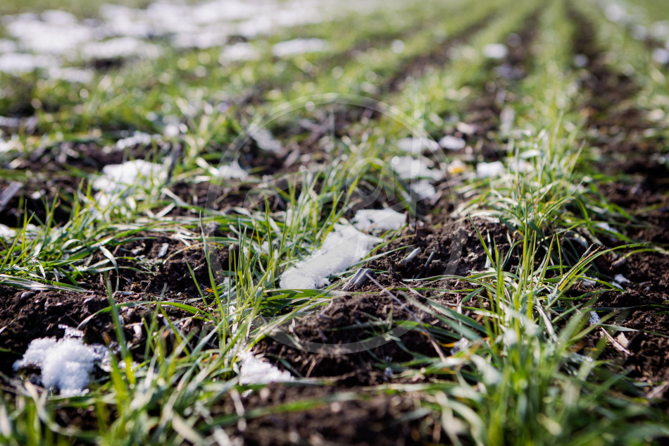 Агропредприятие ООО
«Приморский»