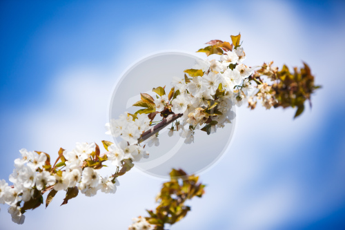 Весенний плэнер