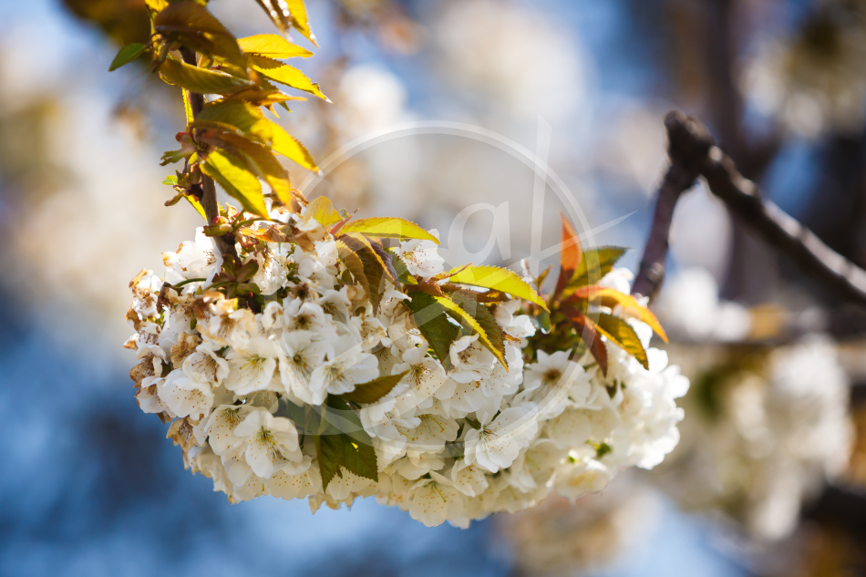 Весенний плэнер