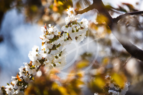 Весенний плэнер