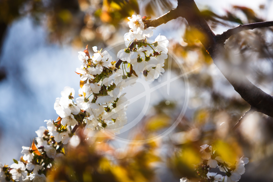 Весенний плэнер