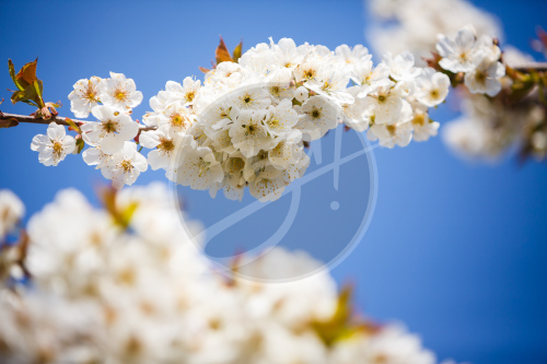 Весенний плэнер