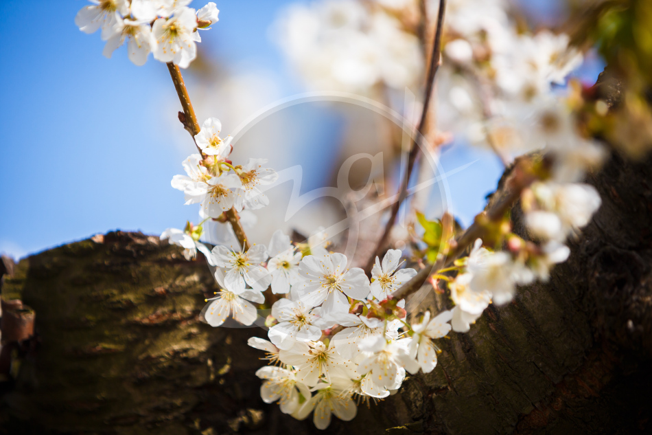 Весенний плэнер